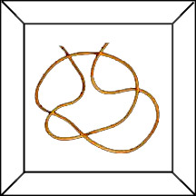 eTorus No. 48